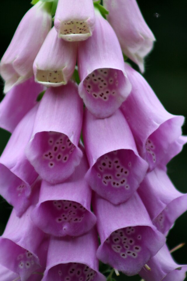 Toxic close up blossom