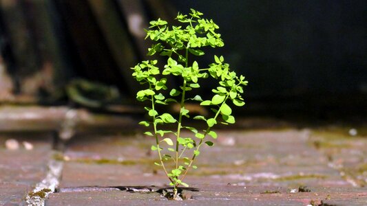 Wild growth nature growth