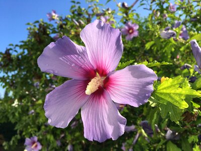 Hibiscus garden summer photo