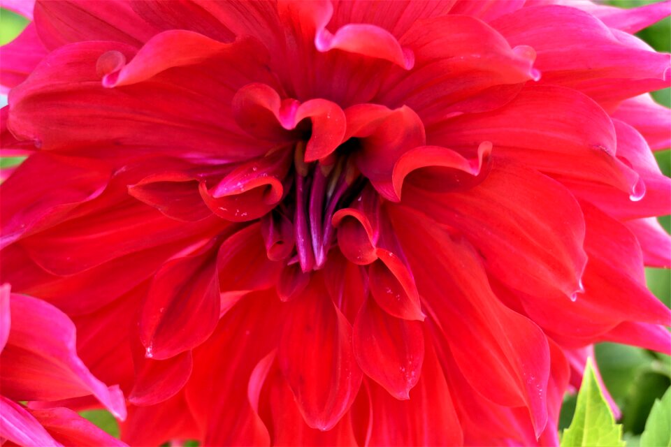 Bloom pink red