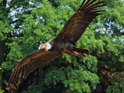 Bird flying flight