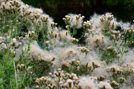 Soft down fluff prickly