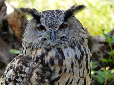 Bird of prey animal world raptor photo