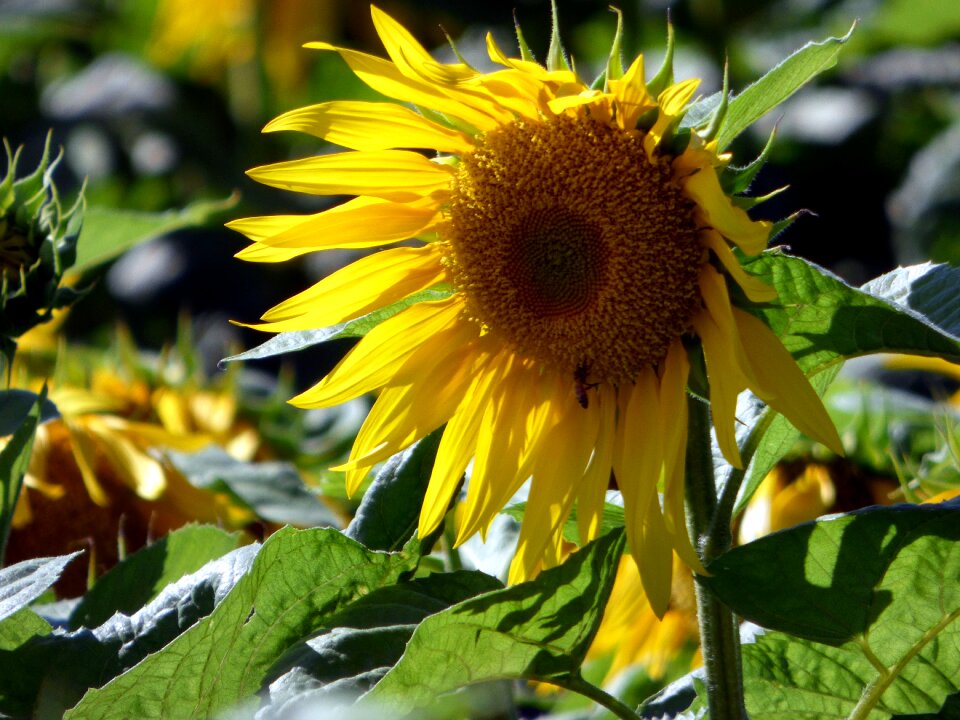Yellow summer petals