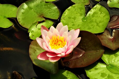 Water lilies flower water rosa