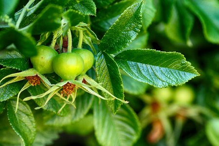 Bush fruit photo