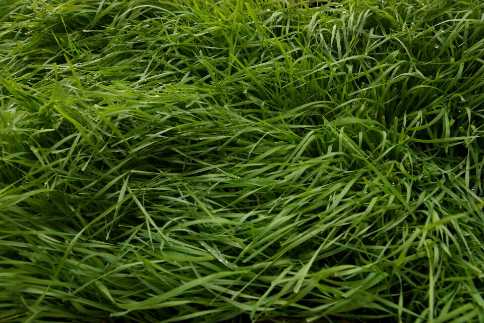 Nature landscape meadow