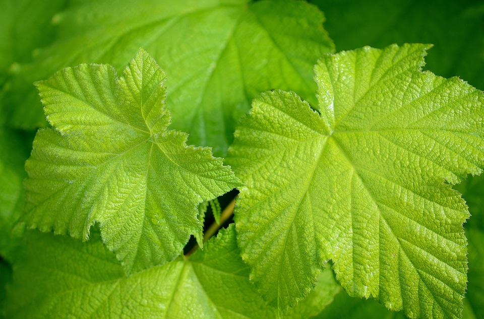 Drops leaf leaves