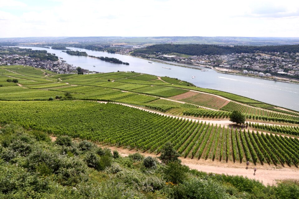 Rheingau rüdesheim