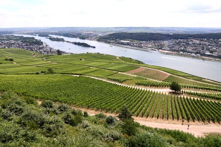 Rheingau rüdesheim