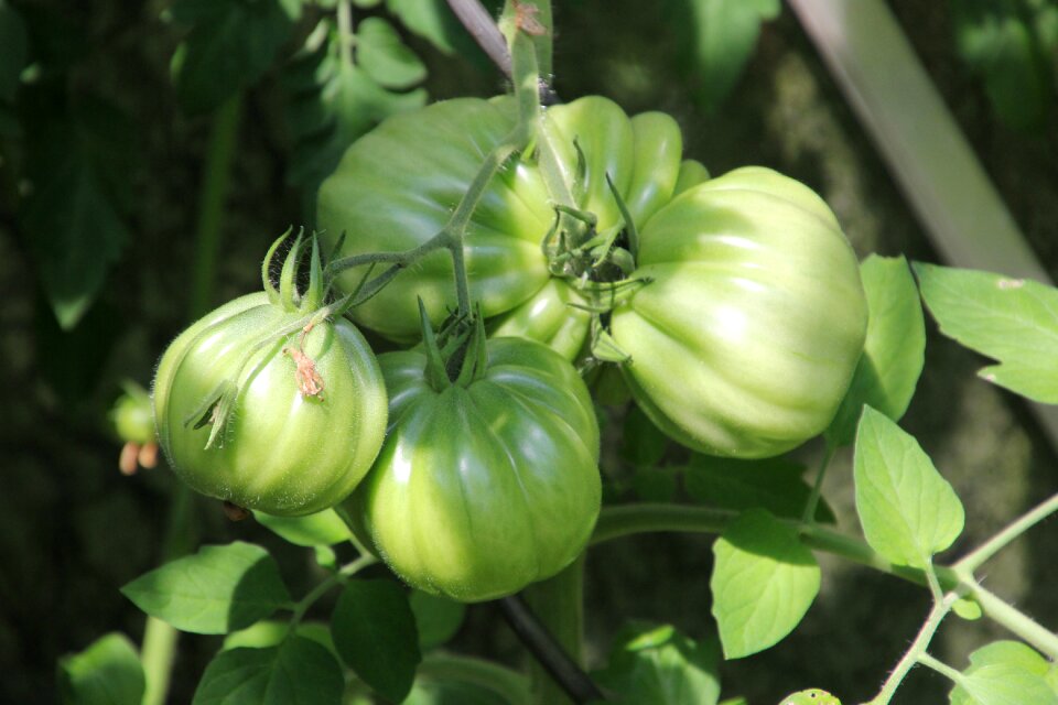 Vegetables green tomato