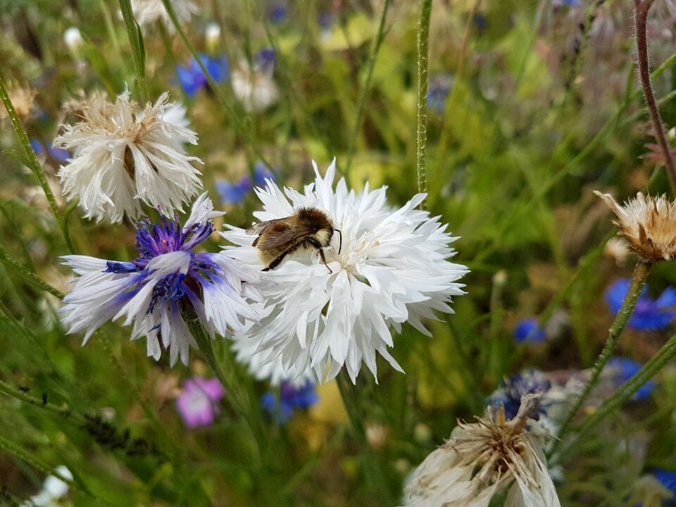 Summer garden meadow