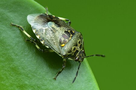 Bug insect summer insects