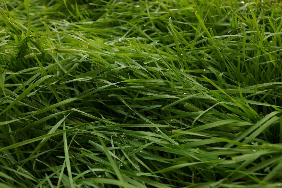 Nature landscape meadow