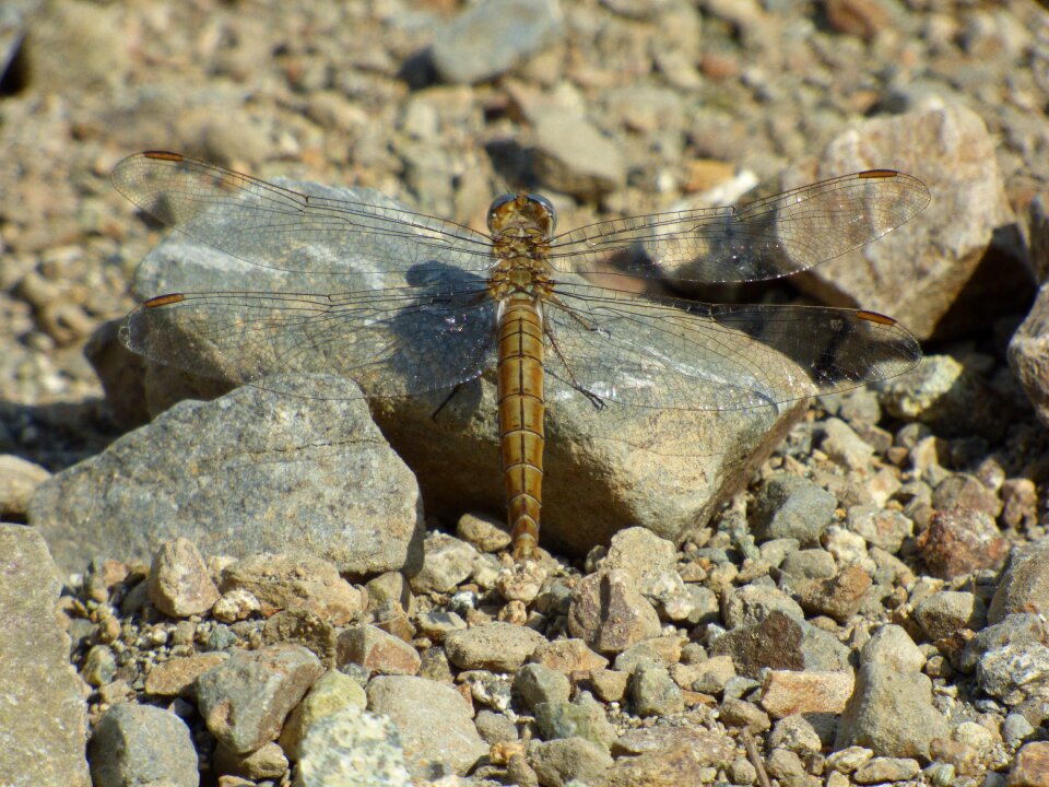 Clear stones insects