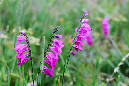 Mountains poland wild gladiolus photo