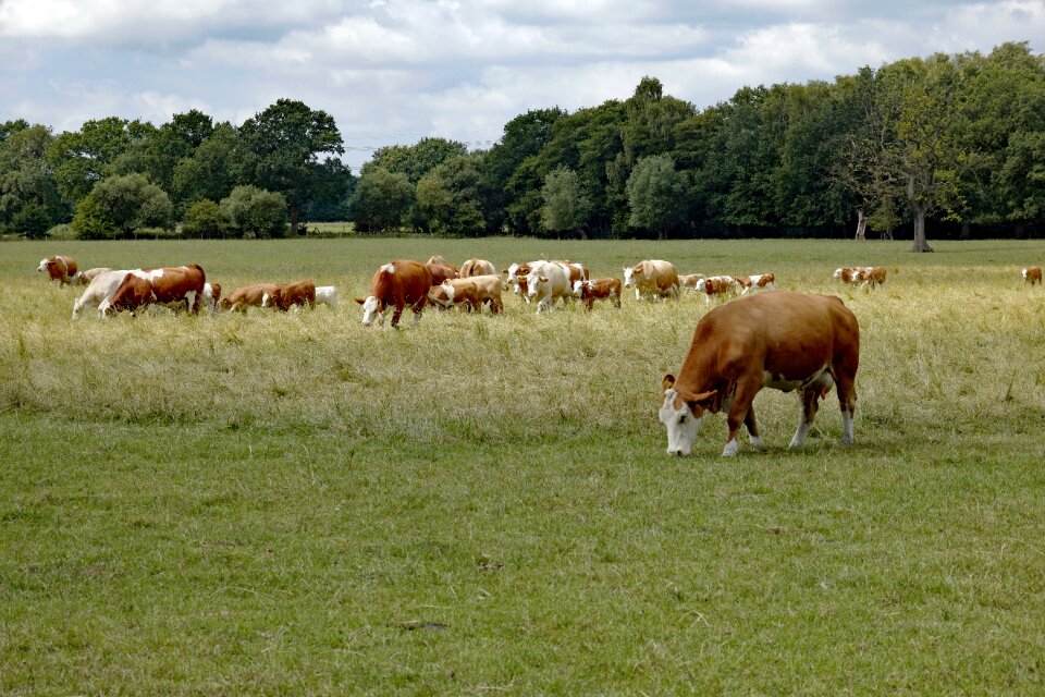 Pasture agriculture livestock