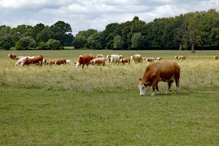 Pasture agriculture livestock photo