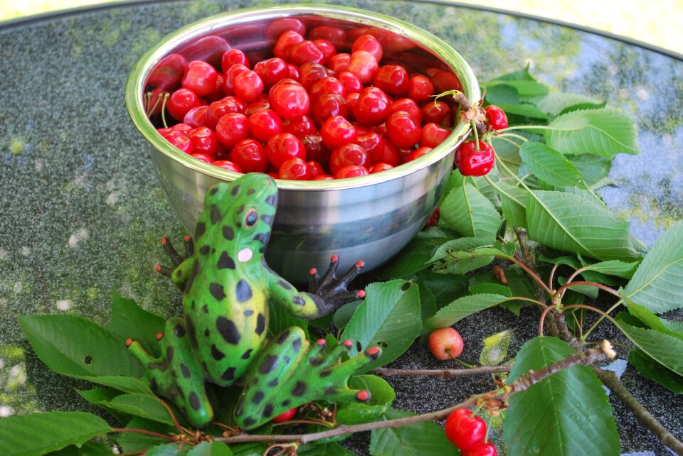 Cherries nature fruits photo