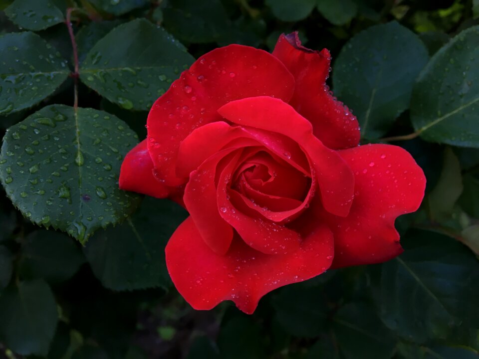 Garden summer romantic