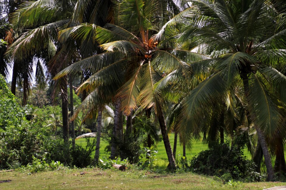 Island holidays tropical