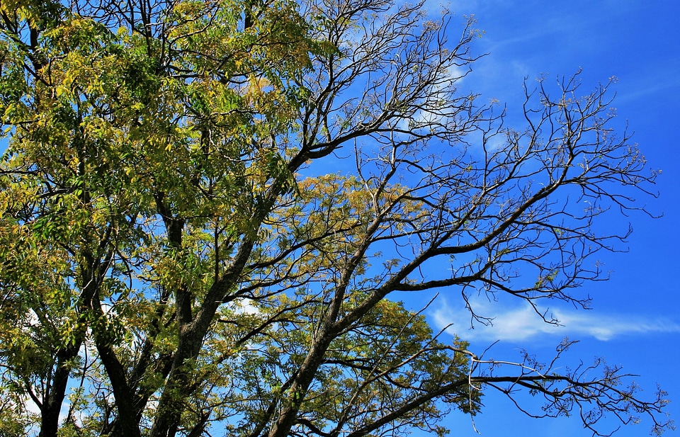 Green foliage sky