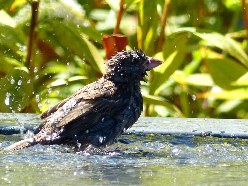 Water bathing bath
