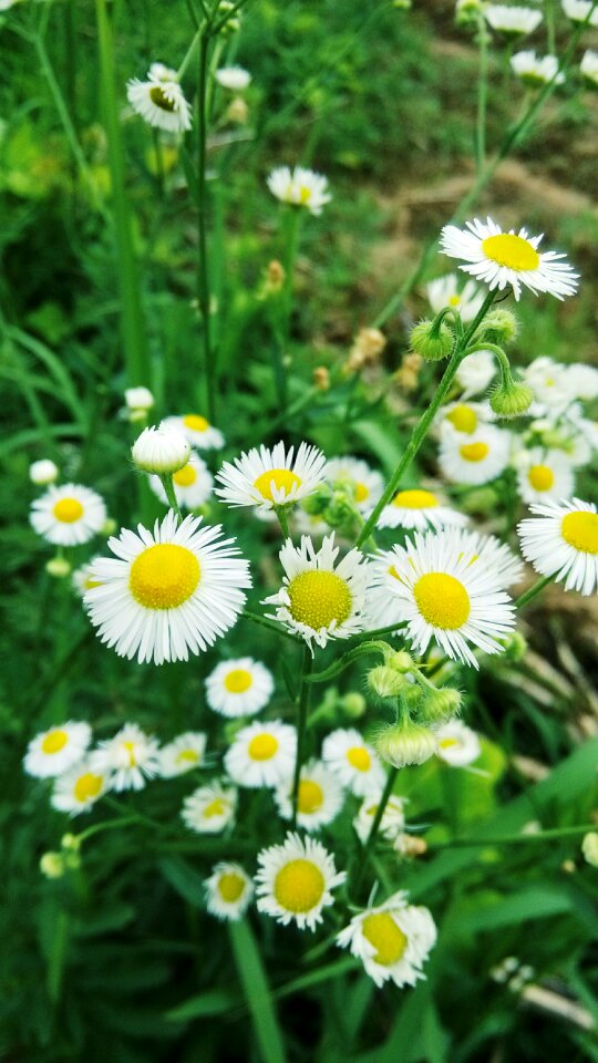 Flower green small fresh