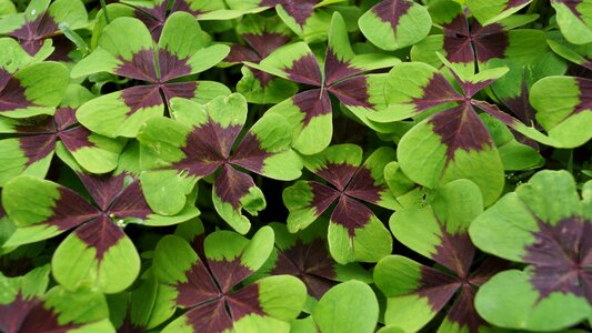 Nature sheet green