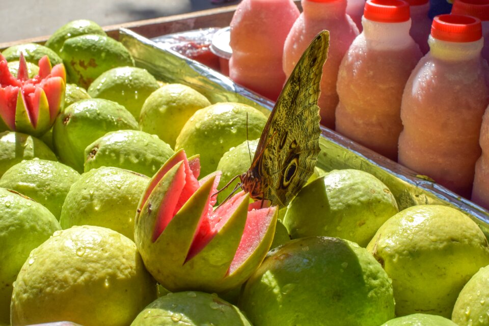 Insect power supply food