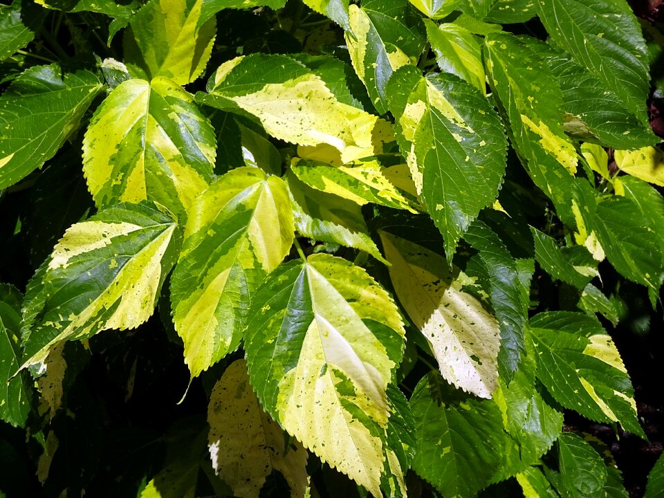 Yellow cooler leaves