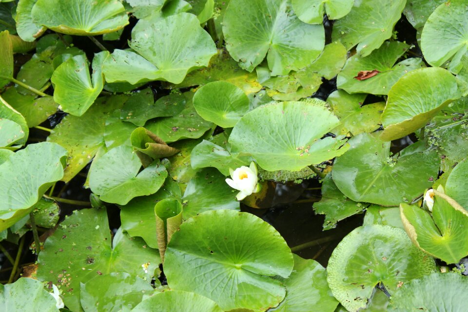 Plants lotus leaf green