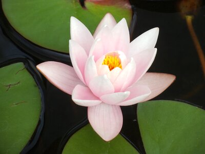 Water lily pale pink pond photo