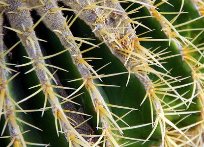 Side thorns botany photo