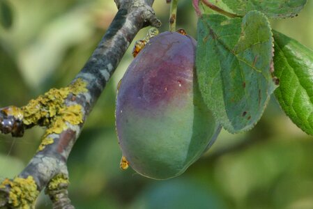 Branch fruits tree