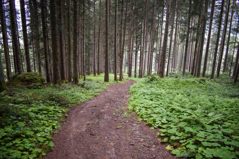 Coniferous forest nature autumn