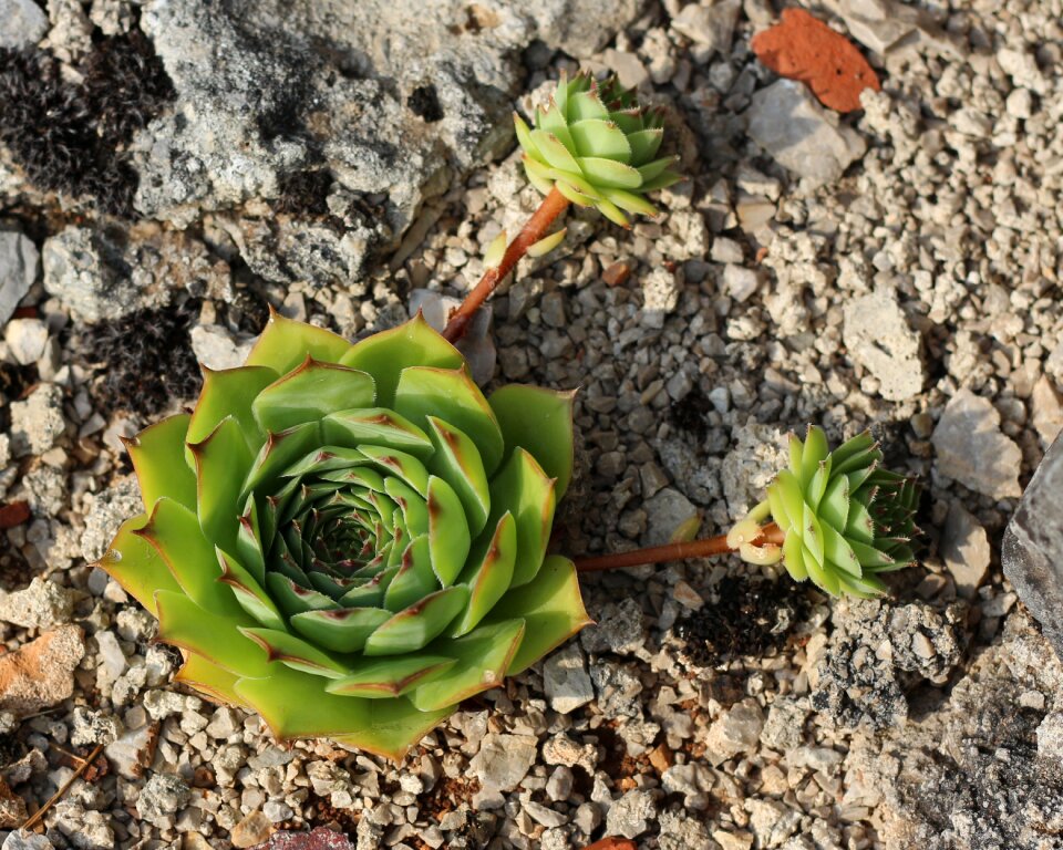 Plant garden succulent photo