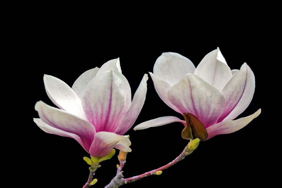 Flower blooms at spring