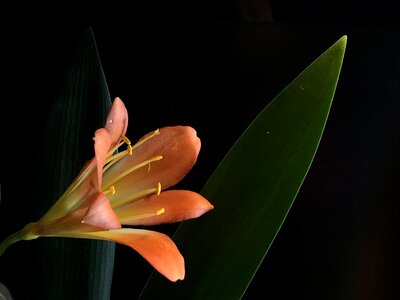 Flower pistil garden photo