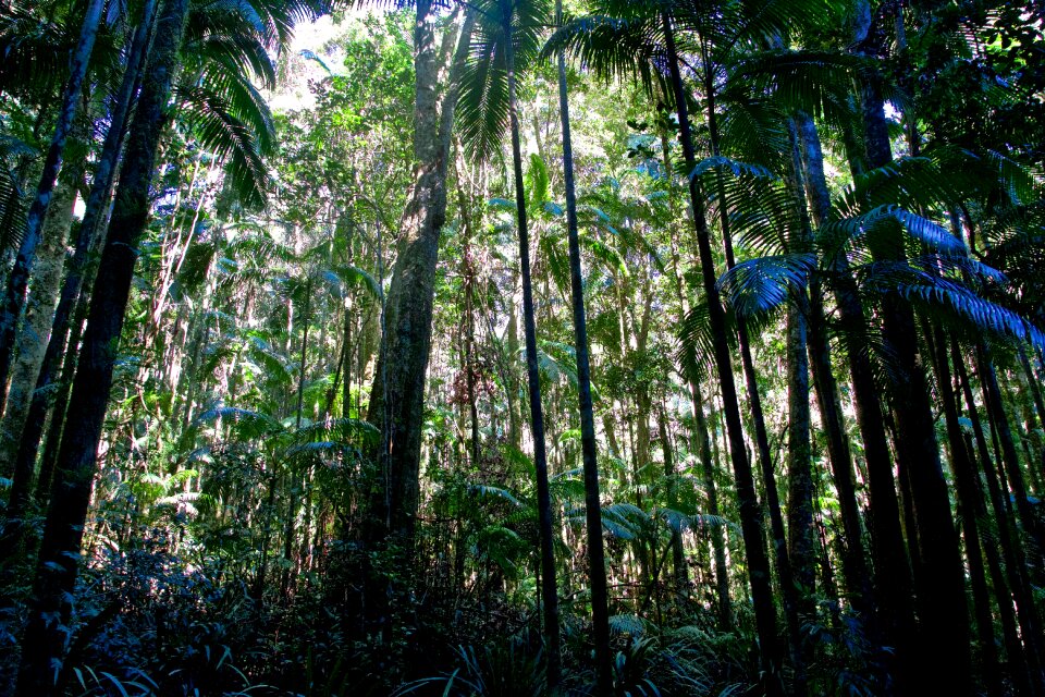 Nature rainforest natural