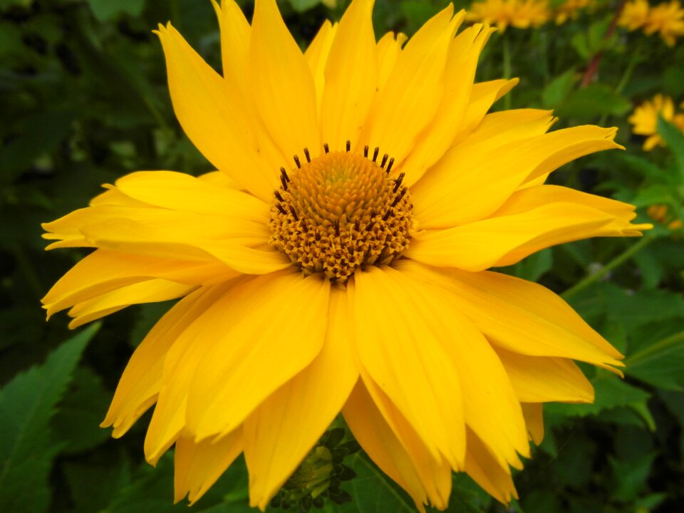 Sunny yellow leaves crenate