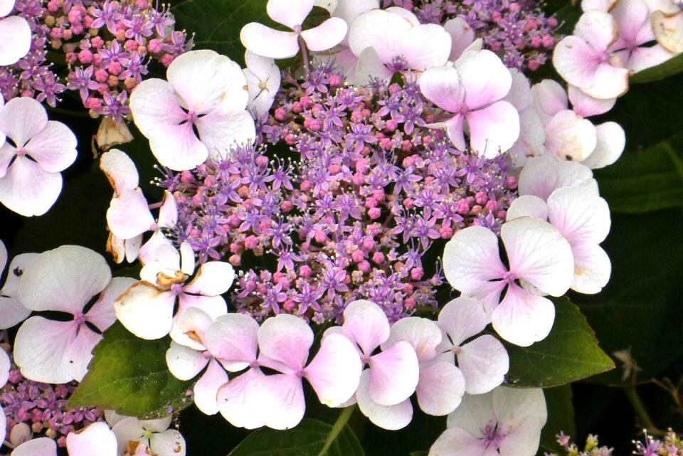 Garden flower bloom
