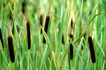 Wetland cumbungi latifolia