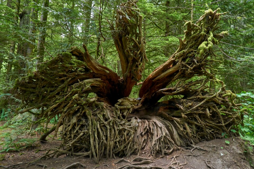 Mystical morsch rots