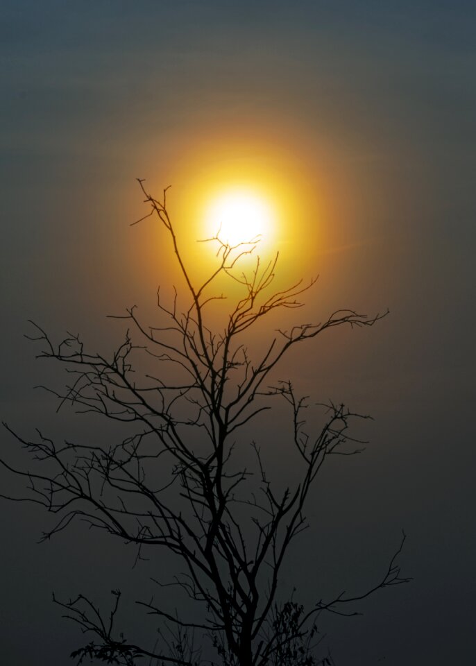 The dry tree i ball