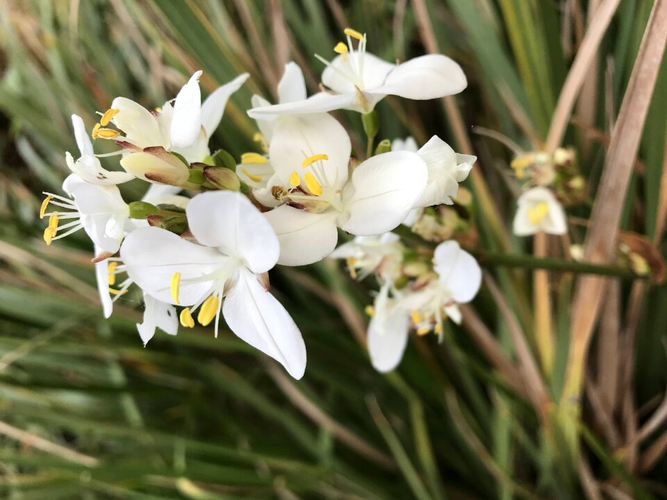 White flowers yellow flowers green