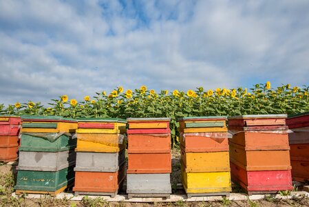 Agriculture bees nature