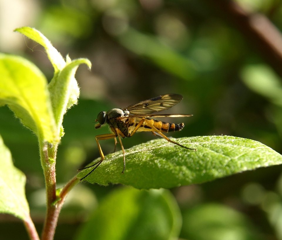 Insect mosquito close up photo