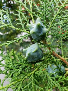 Leaf flora evergreen