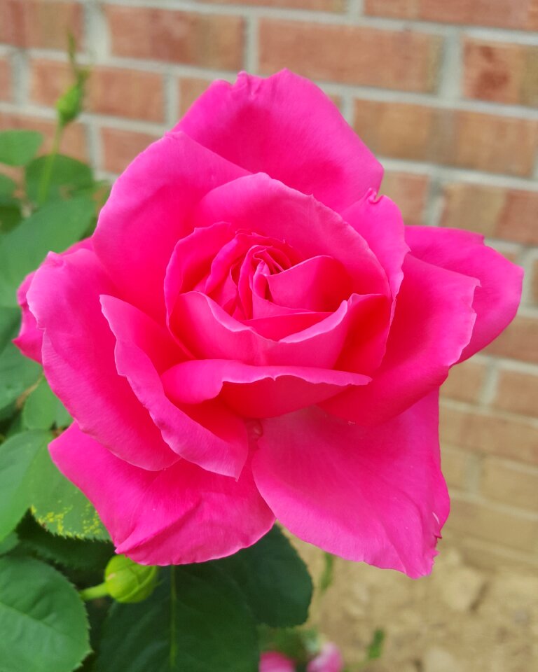 Rose flower